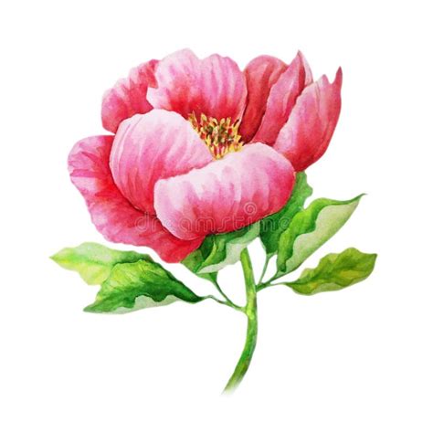 Rosa Pfingstrose Auf Dem Stamm Aquarellmalerei Stock Abbildung