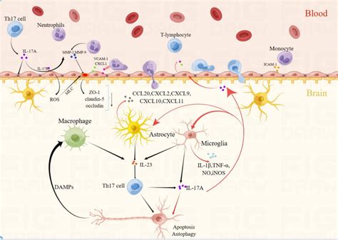 Il 17a Mediated Immune Response After Stroke Il 17 Is Mainly Produced