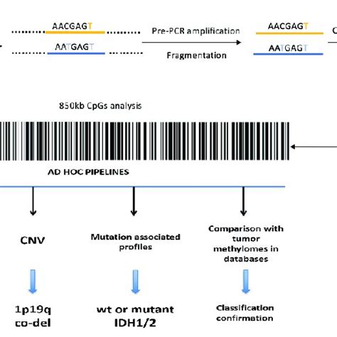 Methylome Workflow And Data Analysis Schematic Representation Of The