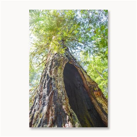 Redwood Forest Photo, Giant Redwoods, Northern California, Nature Lover ...