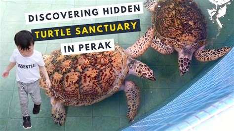 Discovering THIS Hidden Turtle Sanctuary In Perak YouTube