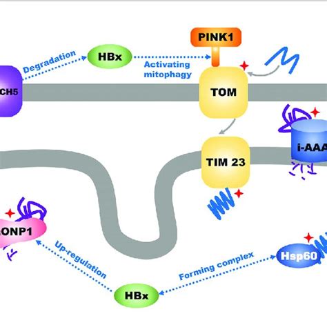 Transport Of Mitochondrial Proteins And Mitochondrial Unfolded