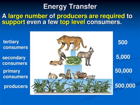 Today’s Learning Target S How Is Energy Transferred In An Ecosystem Ppt Download