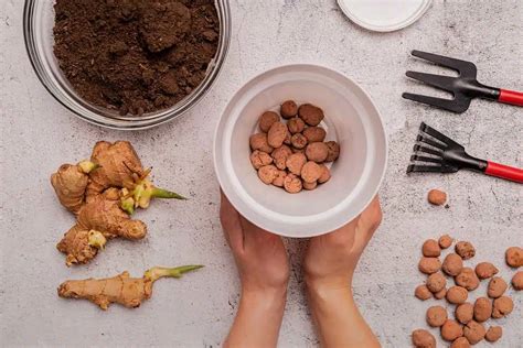 Cómo cultivar jengibre en maceta paso a paso PortalFruticola