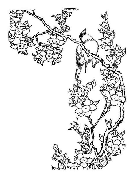 Cherry Blossom Colouring Pages Clip Art Library