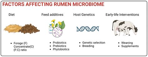 Frontiers Gut Microbiota And Their Role In Health And, 46% OFF