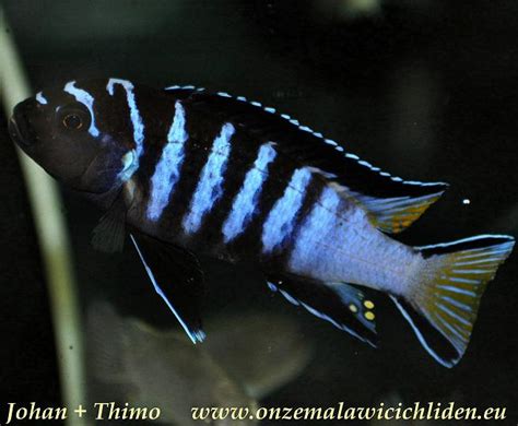 Onze Malawi Cichliden