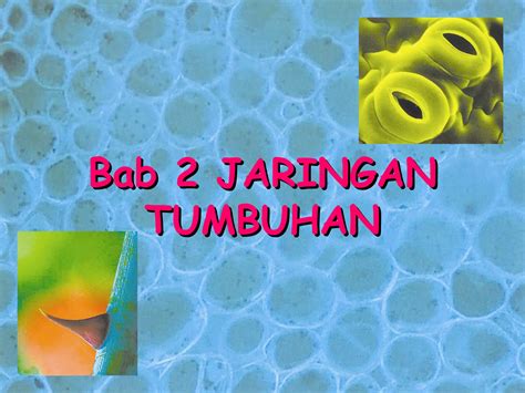 Bab 2 Jaringan Tumbuhan PPT