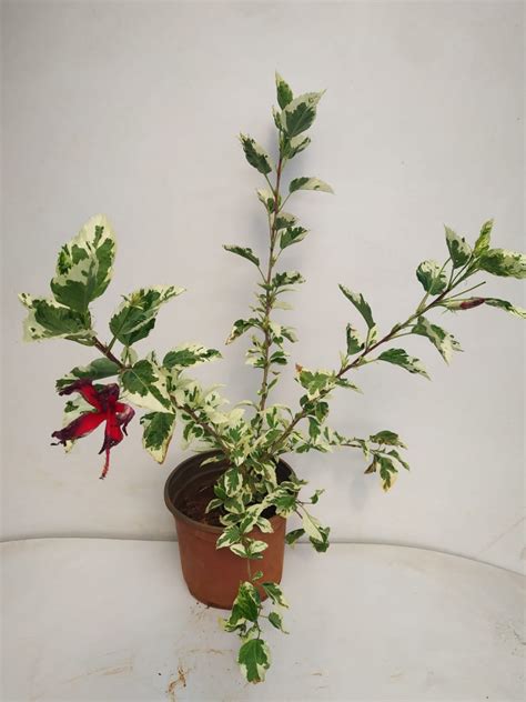 Hibiscus Variegated Jaswand Gudhal Nurserybuy