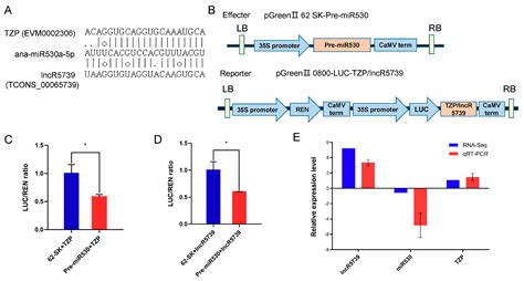 Ijms Free Full Text Combined Lncrna And Mrna Expression Profiles