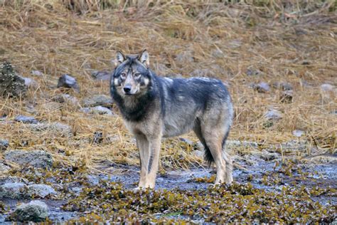 Alaska Magazine Wolves In Southeast Alaska Face Pressures From All Sides