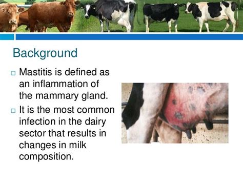 Bovine Mastitis