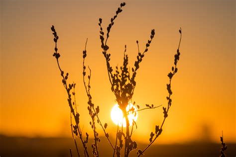 Wallpaper Sunlight Sunset Nature Sky Field Branch Sunrise