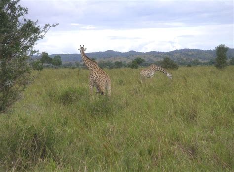 5 Days Mikumi National Park And Udzungwa Mountain Wonders Of