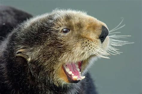 Sea Otter Showing teeth. Alaska, North America BAX2904