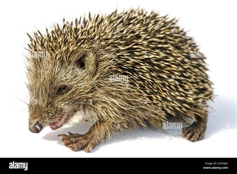 desert hedgehog (Paraechinus aethiopicus Stock Photo - Alamy