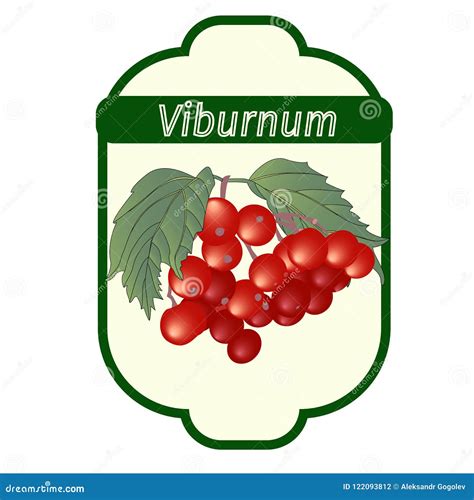 Vector Red Viburnum Opulus Guelder Rose Branch With Leaves And