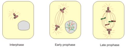 Prophase — Definition & Diagrams - Expii