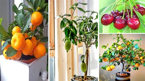 Alberi Da Frutto Che Possono Stare In Vaso La Passione Di Arredare