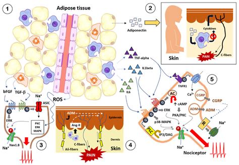 Adipose Tissue Diagram