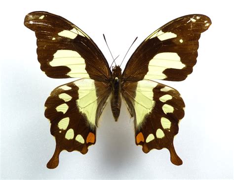 Papilio Pelodorus Ssp Vesper Female Aureus Butterflies Insects