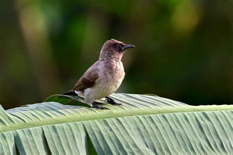 Common Bulbul Birdforum