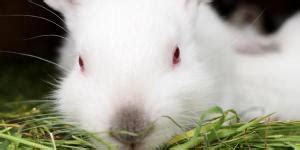 Rabbit Cataract Causes Symptoms And Treatment