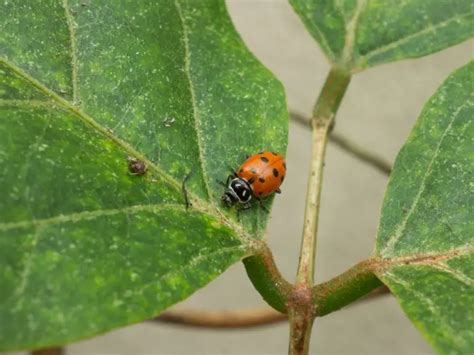 What Do Ladybugs Eat - A Comprehensive Guide to Ladybug Diet - Zooologist