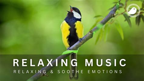 Relaxing Music With Birds SoundsHeal The Mind Reduce Anxiety And