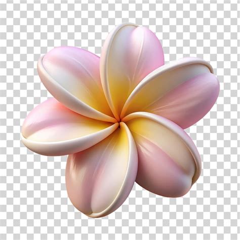 Premium Psd D Plumeria Flower Isolated On Transparent Background