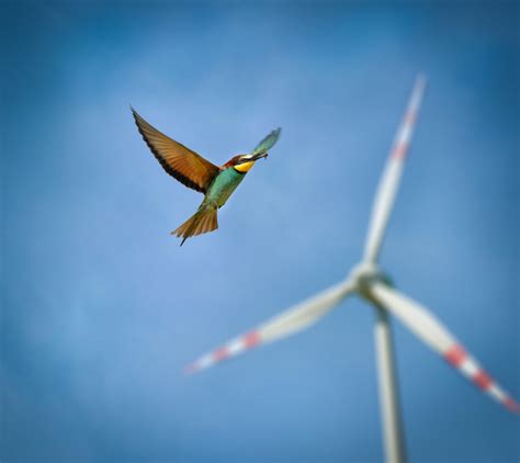 IG Windkraft Naturschützer warnen vor Vogelsterben durch