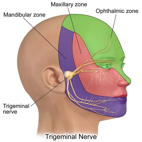 Fifth Cranial Nerve Trigeminal Nerve