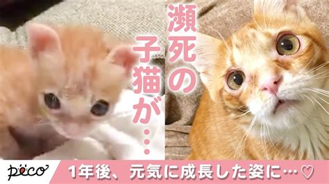 母猫に育児放棄された子猫みーちゃん。拾われて無事に大きくなり♡ Peco（ペコ）