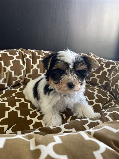 Teacup Puppies White Yorkies