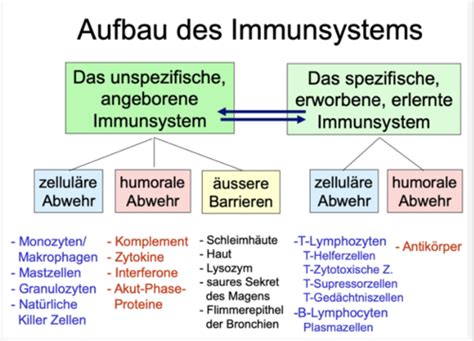 Blut Immunsystem Flashcards Quizlet