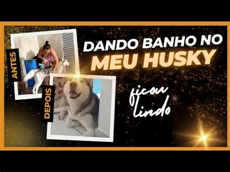 Cuidando Do Meu Husky Siberiano Rotina Do Meu Dia Youtube