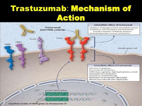 Trastuzumab