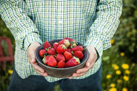 How to Take Care Of Your Strawberry Plants In Winter | UnAssaggio