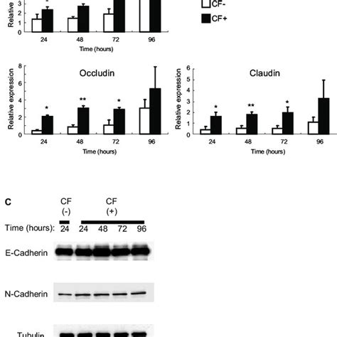 Expression Of Tight Junctional And Adherens Junctional Proteins In Hce