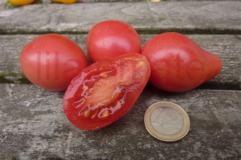 Tomate Gelbes Birnchen Tomate Gelbes Birnchen