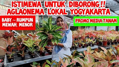 Istimewa Untuk Di Borong Harga Aglonema Koleksian Menor Lokal