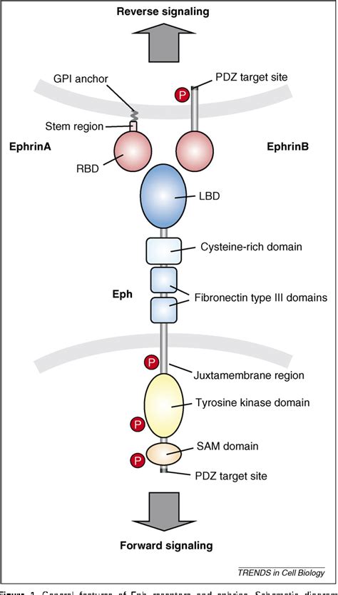 PDF Bidirectional Eph Ephrin Signaling During Axon Guidance