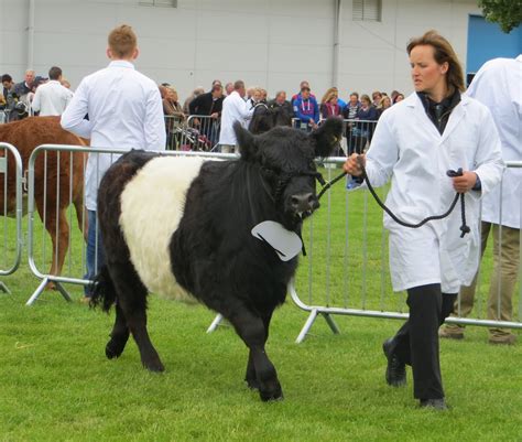 The Belted Galloways Royal Highland Show June 2015 Flickr