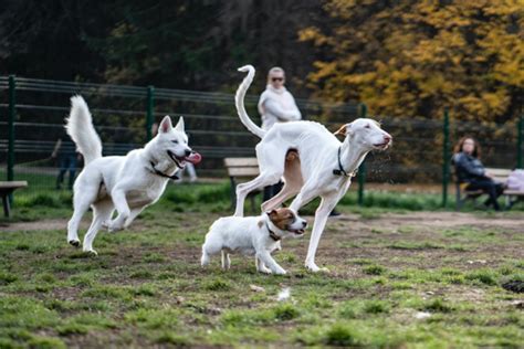 Big Dogs Vs Small Dogs The Great Debate Premier Pups