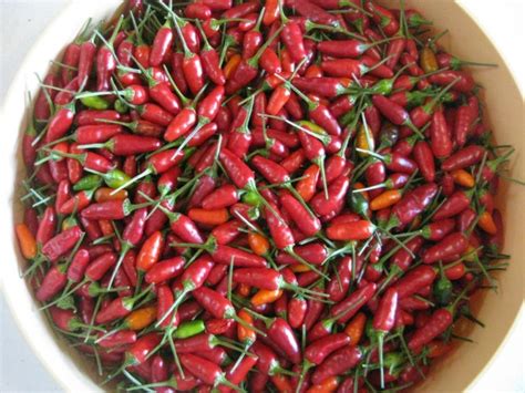 Hot Ornamental Pepper ‘christmas Seeds Certified Organic Garden