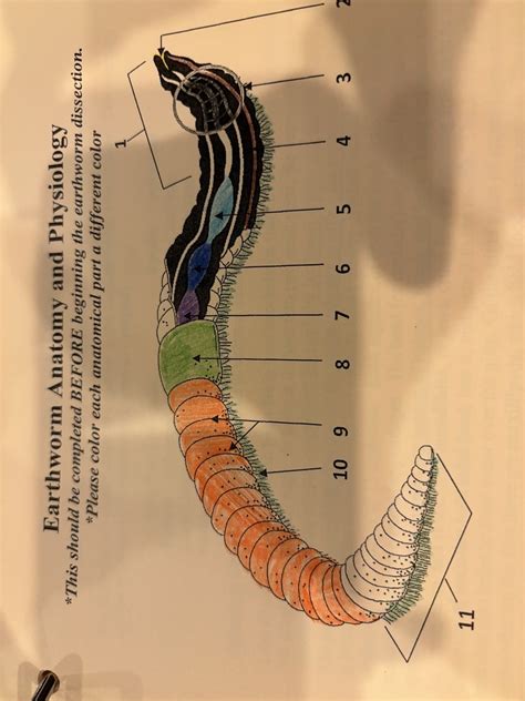 Earth Worm Diagram Quizlet