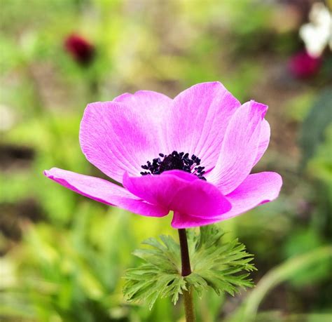 Anemone Flower Plant Pink Free Photo On Pixabay Pixabay