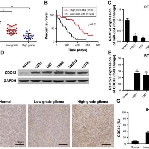 Mir 384 Was Downregulated In Glioma Cell Lines And Human Glioma