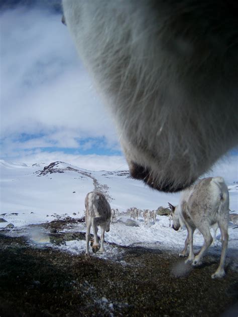 Exclusive Pictures: Reindeers' Private Lives Revealed