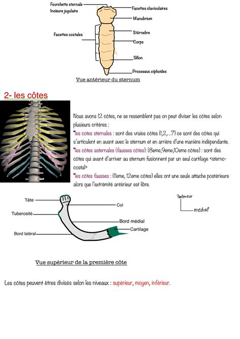 Solution Anatomie Studypool